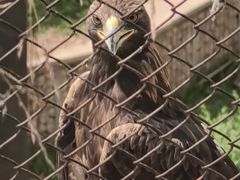 -青藏高原野生动物园