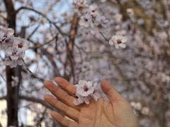 -桃花堤公园