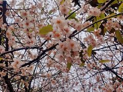 -洛龙公园