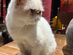 -猫色咖啡·猫咖