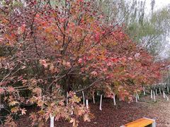 -梁鸿国家湿地公园