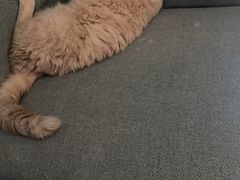 -瑞派宠物医院·犬猫全科·猫友好(宾水西道店)