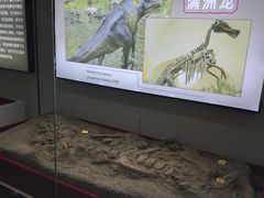 -嘉荫恐龙国家地质公园