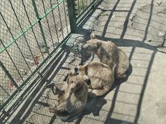 -新疆天山野生动物园