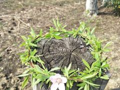 -金鸡湖桃花岛