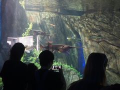 -瑞普利水族馆