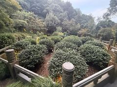 -十八棵（老龙井）御茶园(老龙井店)