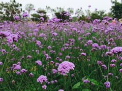 渔岛-渔岛海洋度假区