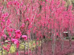-上海市龙华烈士陵园