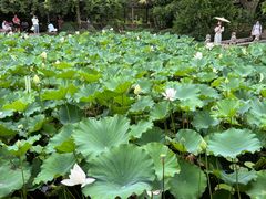 -上海醉白池公园