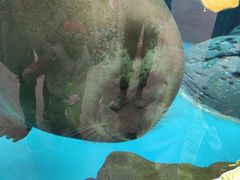 -海合安成都极地海洋公园