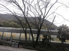 -龙坞茶村