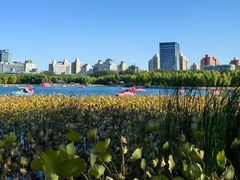 -莲花池公园