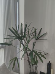 -Miss·A日式美甲美睫