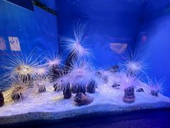 -上海海洋水族馆