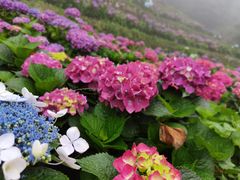 -鼓岭旅游度假区