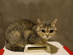 -猫色咖啡·猫咖