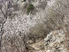 -北京鹫峰国家森林公园