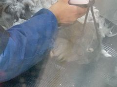 -萌萌喵宠物(百水芊城阅水坊店)