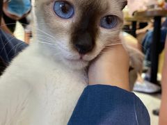 -Heymao猫咖.咖啡厅(东门店)