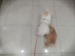 -创凡宠物医院·骨专科  猫科中心(西乡分院)