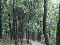 -火炉山森林公园