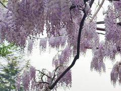 -嘉定紫藤园