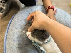 -柴迷FANS CLUB·柴犬狗咖·猫咖