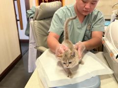 -宠爱国际动物医院· 猫科· 外科·中兽医(长白店)