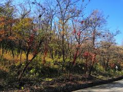 -阳台山自然风景区