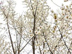 -三圣花乡旅游区