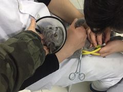 -中农大我爱我爱24h动物医院·中医针灸·猫专科·骨科医疗中心(双井店)