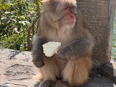 -白帝城·瞿塘峡景区