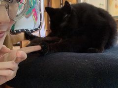 -more than meow吴止猫主题餐厅(承德 中船汇店)