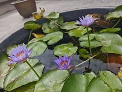 -哈密回王府景区