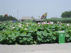 -白洋淀景区