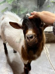 -Zoolung Zoolung动物主题公园(海信广场店)