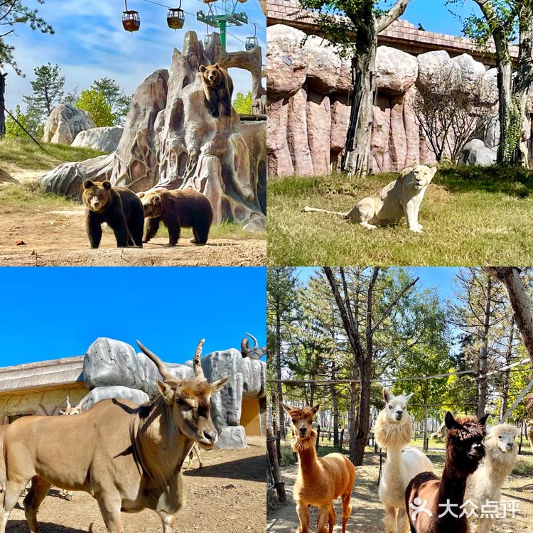 济南旅游|🦒长颈鹿下午茶也太好拍了～