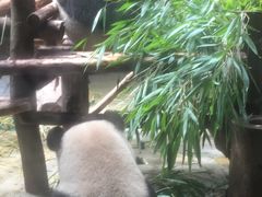 景点-成都大熊猫繁育研究基地