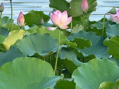 -荔湾湖公园