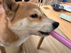 -柴の食堂·日式家庭料理·熊之肆(大学路店)