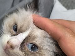 -安安宠医宠物医院·异宠·犬猫内科(岳阳分院)