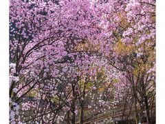 -九皇山景区