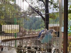 -栾川竹海野生动物园