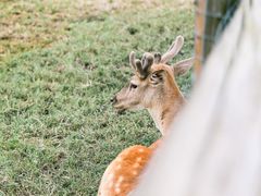 -苏州太湖西山岛开心农场