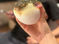 气鼓鼓的河豚-永安鱼庄·镇江菜(东吴路店)