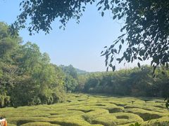 -大屏嶂森林公园