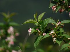 -重庆睡佛山森林公园