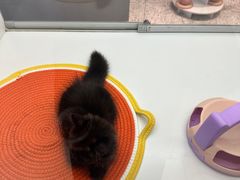 -满记甜品(王府井北京市百货大楼店)