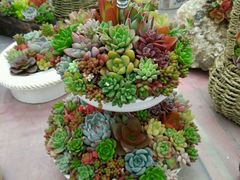 -龙大花卉苗木市场